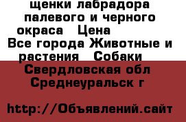 щенки лабрадора палевого и черного окраса › Цена ­ 30 000 - Все города Животные и растения » Собаки   . Свердловская обл.,Среднеуральск г.